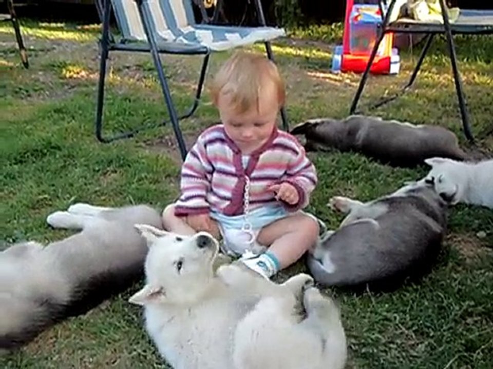 Bebe husky et notre fille