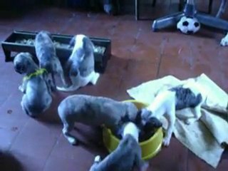 Les chiots mangent ...