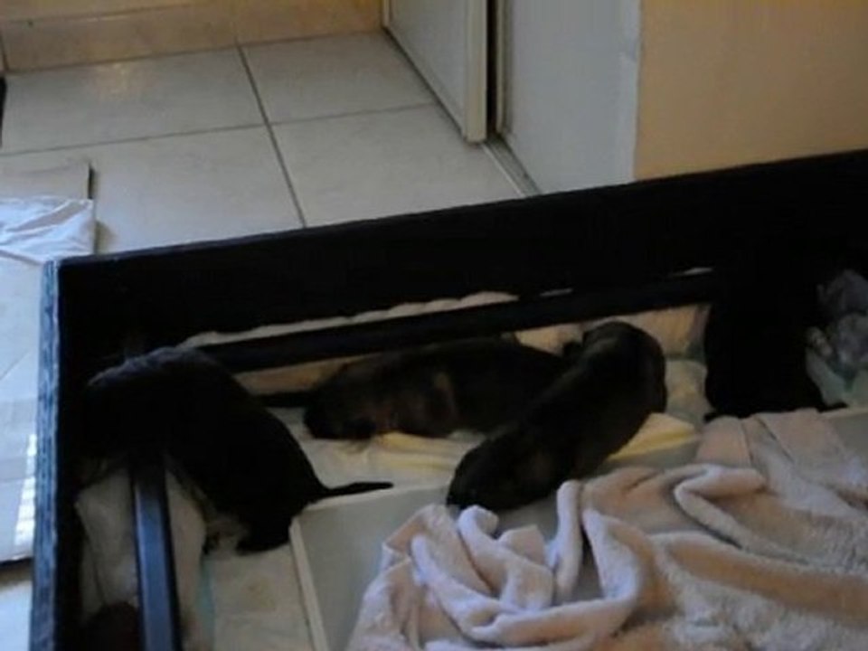 bb vixie coigone 3 j