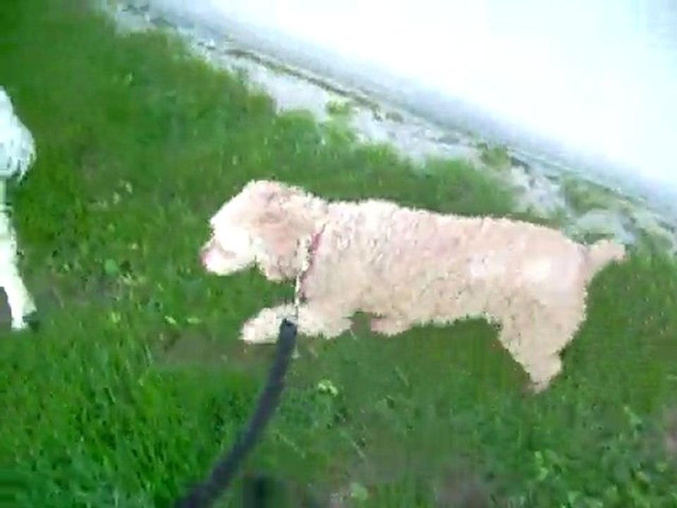 27 05 2010 Promenade des chiens le matin