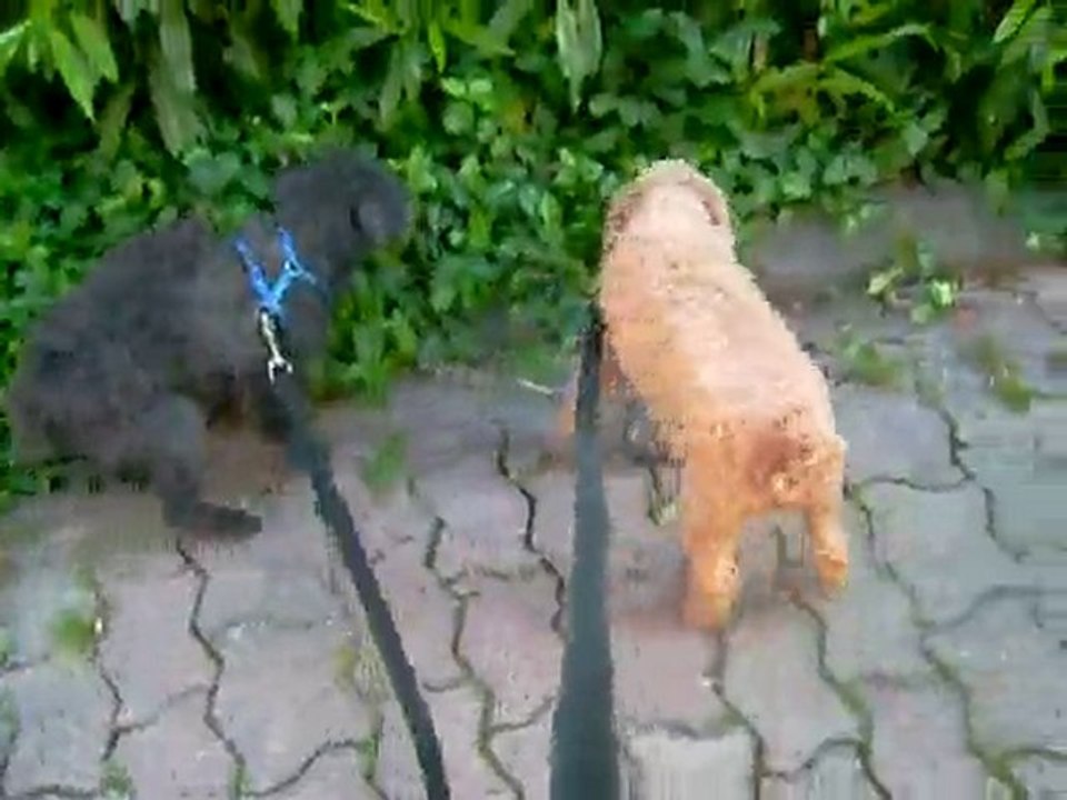 27 05 2010 Cerise et Taya en balade