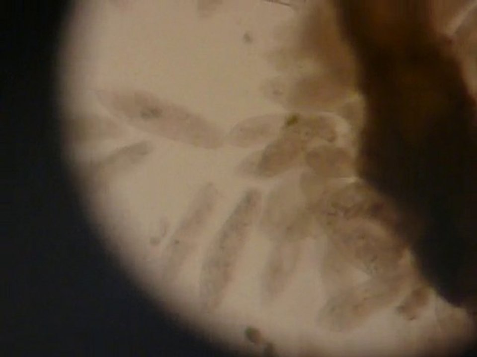 Gözle Görülemeyen Canlılar - Fen Deneyi