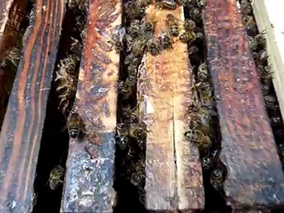 Interieur ruche 3ème essaim partion