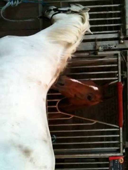 Cheval