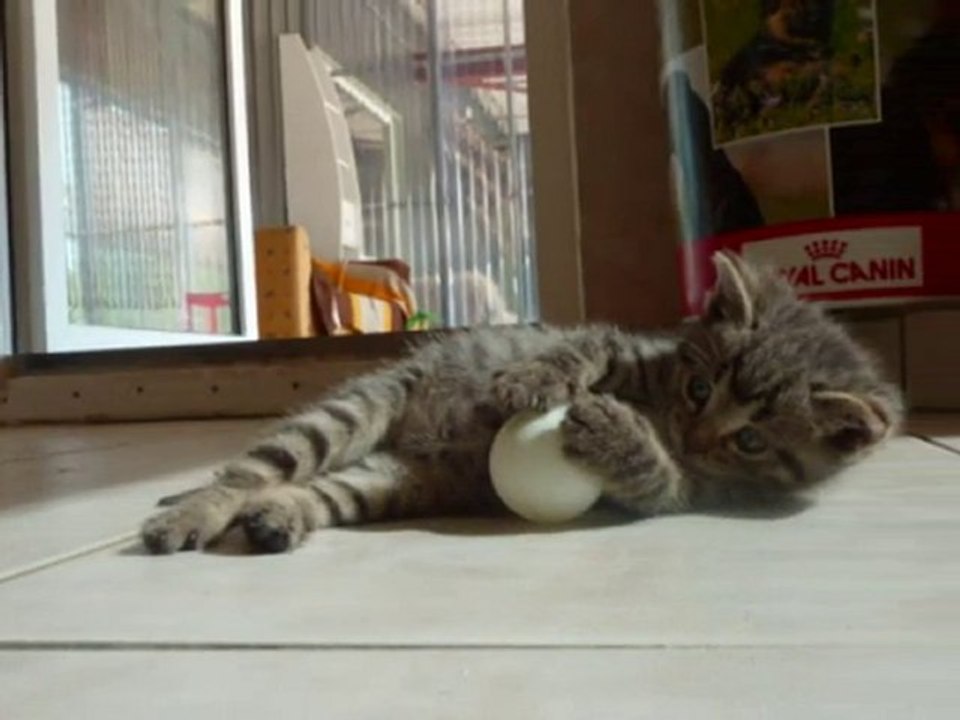 Rencontre avec les chatons aux Amis des Bêtes  Aix les Bains