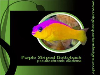 Unique Aquarium Designs