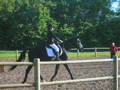 Stutteri Fyn Ringe Rosenhavens Hestepension