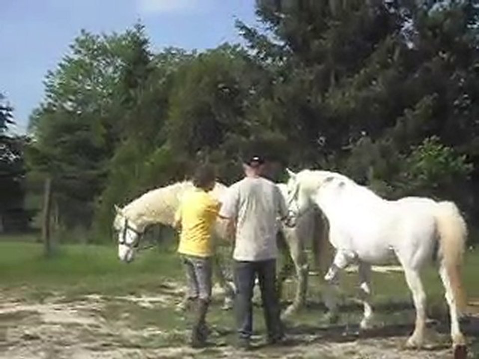 KALEMBOUR CHEVAL DE CAMARGUE ARRIVE 2 SDC11416