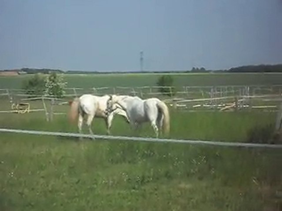 KALEMBOUR CHEVAL DE CAMARGUE ARRIVE 4 SDC11418