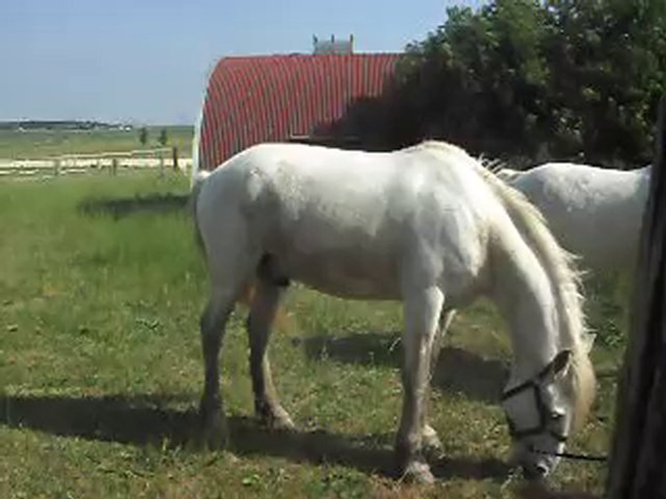 KALEMBOUR CHEVAL DE CAMARGUE ARRIVE 3 SDC11417