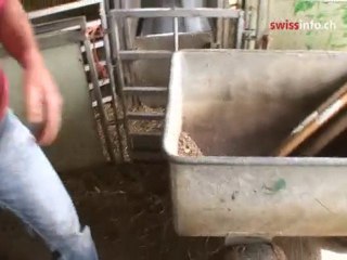 Protected wolves face fierce opponents in Switzerland