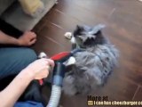 Il gatto pettinato con l'aspirapolvere