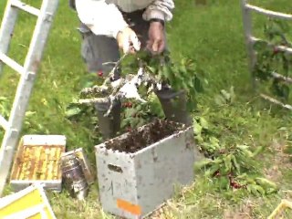 essaim qui a batit de la cire   mai 2010