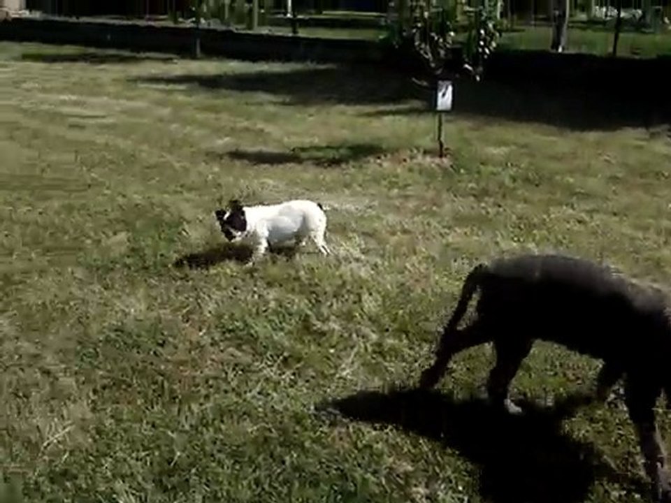 matin naples zoe; bouledogues français