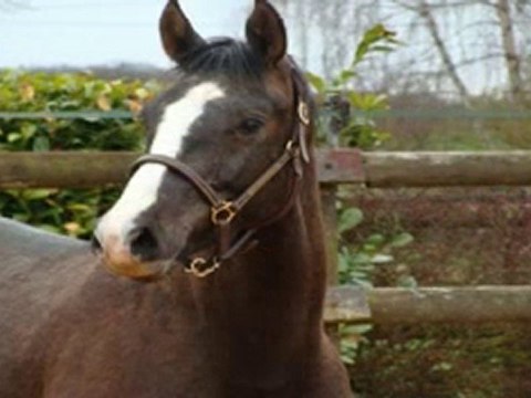 Ukko Diams et Uysper des Edènes 30.03.10