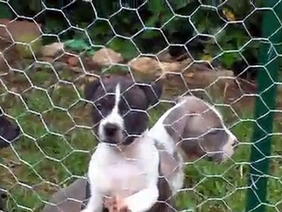 les chiots dans leur parc