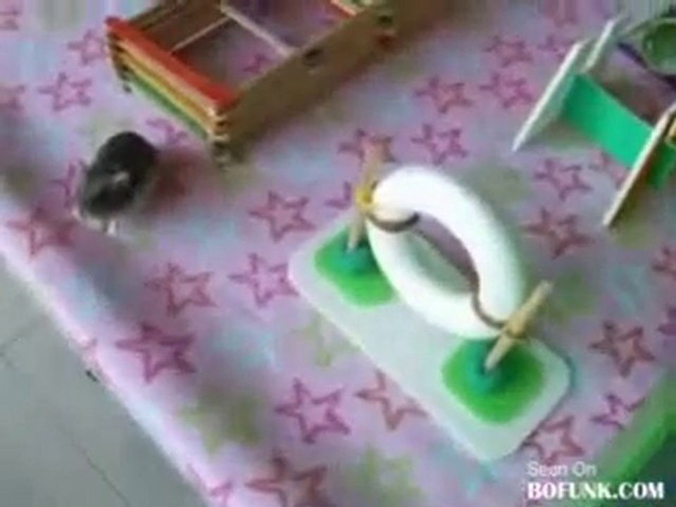 Hamster Parcours