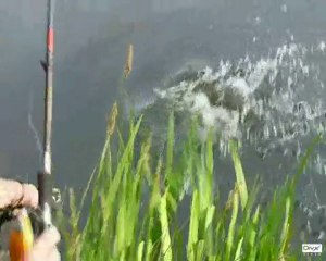 Combat - Brochet 80 cm