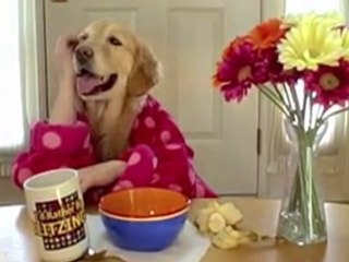 Le Petit Déj de Ginger