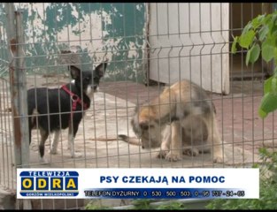 Psy czekają na pomoc