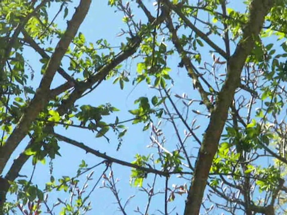 le sommeil des oiseaux