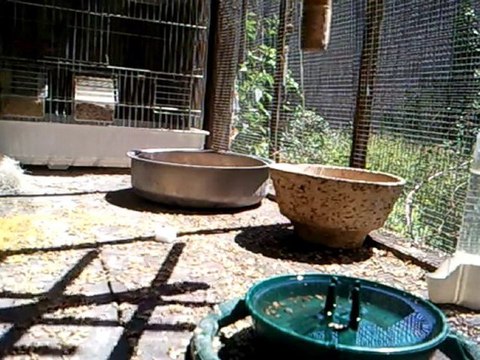 Chardonneret Elegant / Linotte Melodieuse