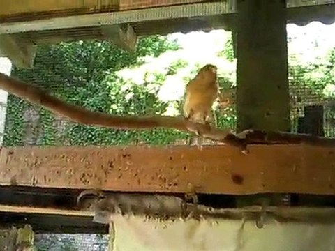 Chardonneret Elegant / Linotte Melodieuse / 2