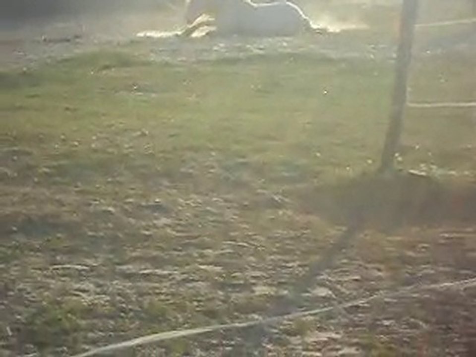 CHEVAL DE CAMARGUE KALEMBOUR ARRIVEE. SDC11420