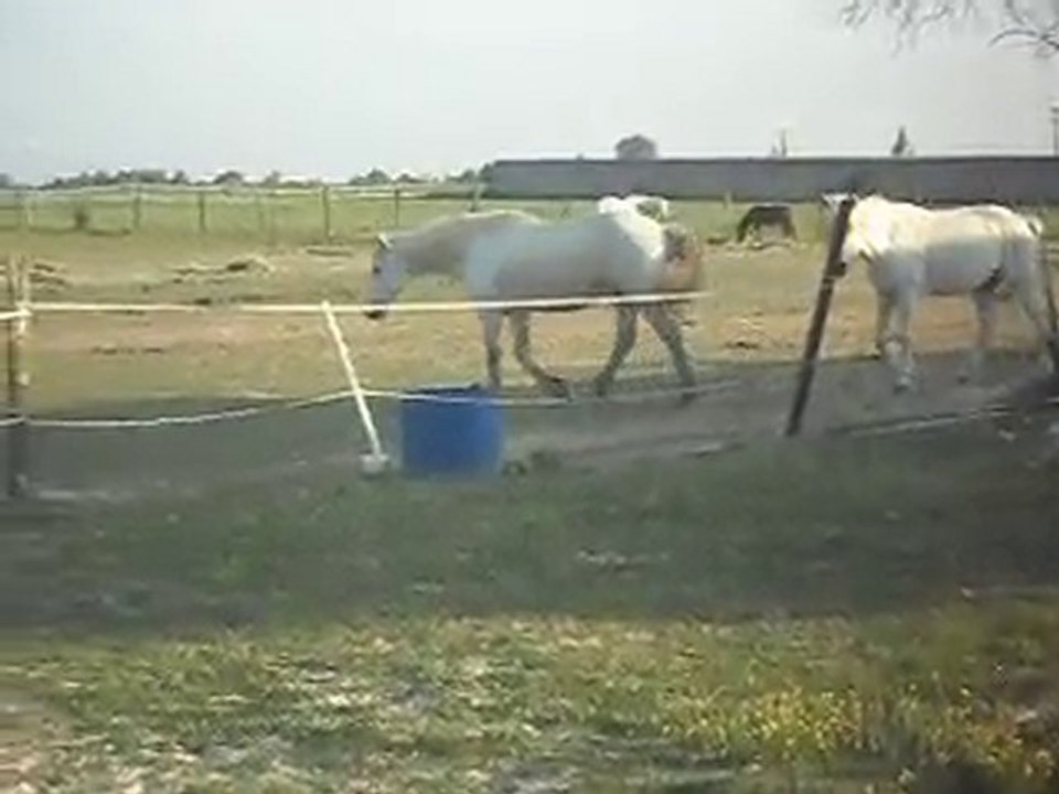 CHEVAL DE CAMARGUE KALEMBOUR ARRIVE SDC11421