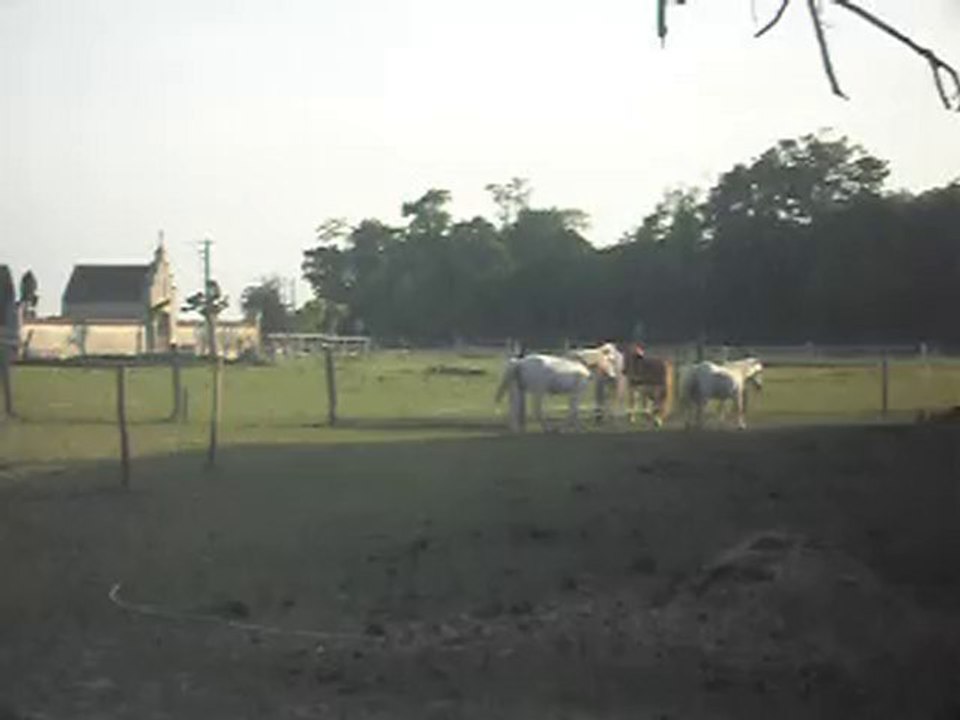 CHEVAL DE CAMARGUE KALEMBOUR ARRIVE SDC11422