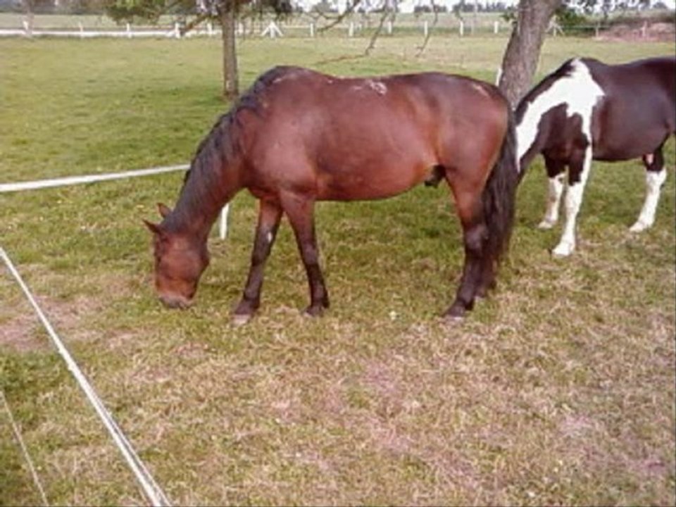 vidéo du poulain de mon oncle