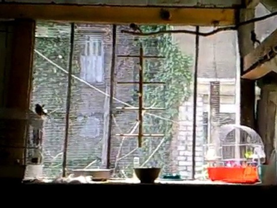 Chardonneret Elegant / Linotte Melodieuse / 5