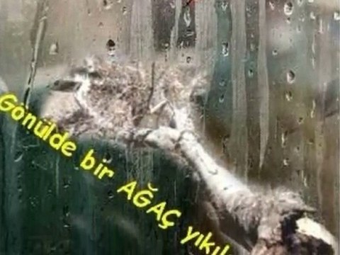 Anladım Bedirhan Gökçe –Can YÜCEL