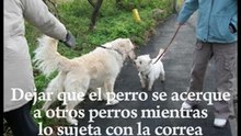 3 Consejos Para Educar a tu Perro
