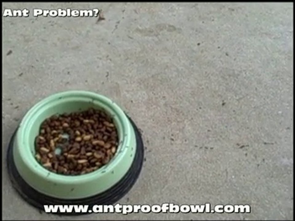 Fool a Bug pet bowl