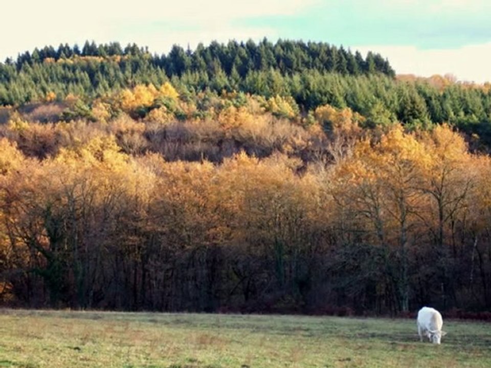 Wild bulls (R.Klis)