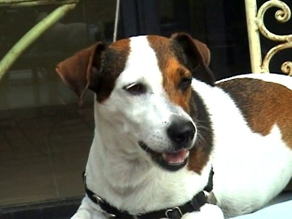 Siiiiiick Dog