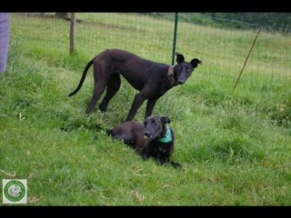 GALGOS ESPOIR 7EME VOYAGE LE RETOUR MAI 2010