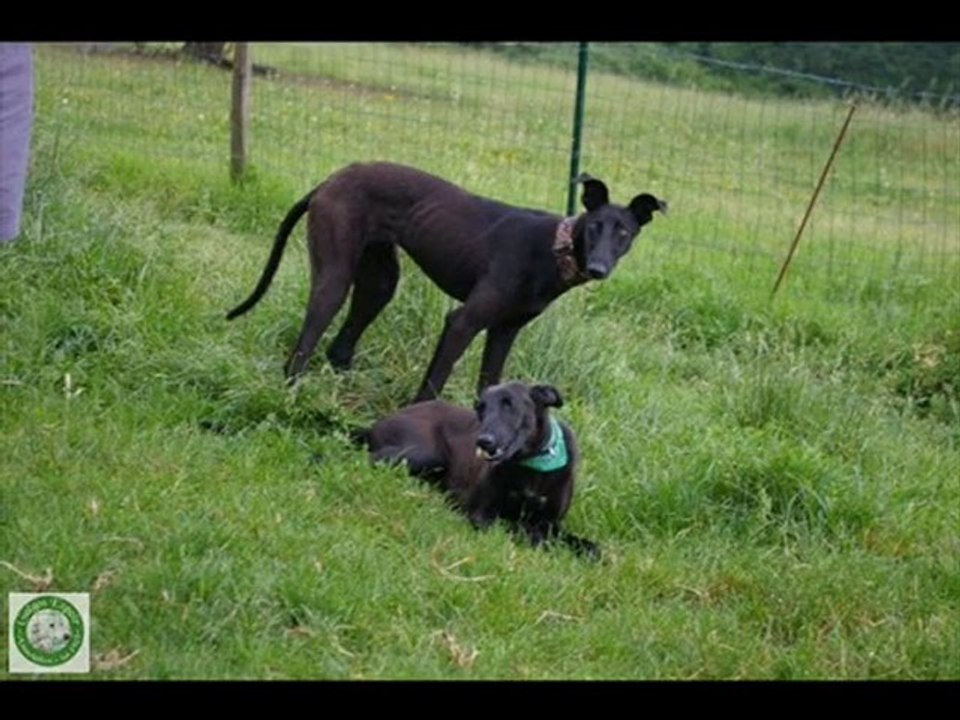 GALGOS ESPOIR 7EME VOYAGE LE RETOUR MAI 2010