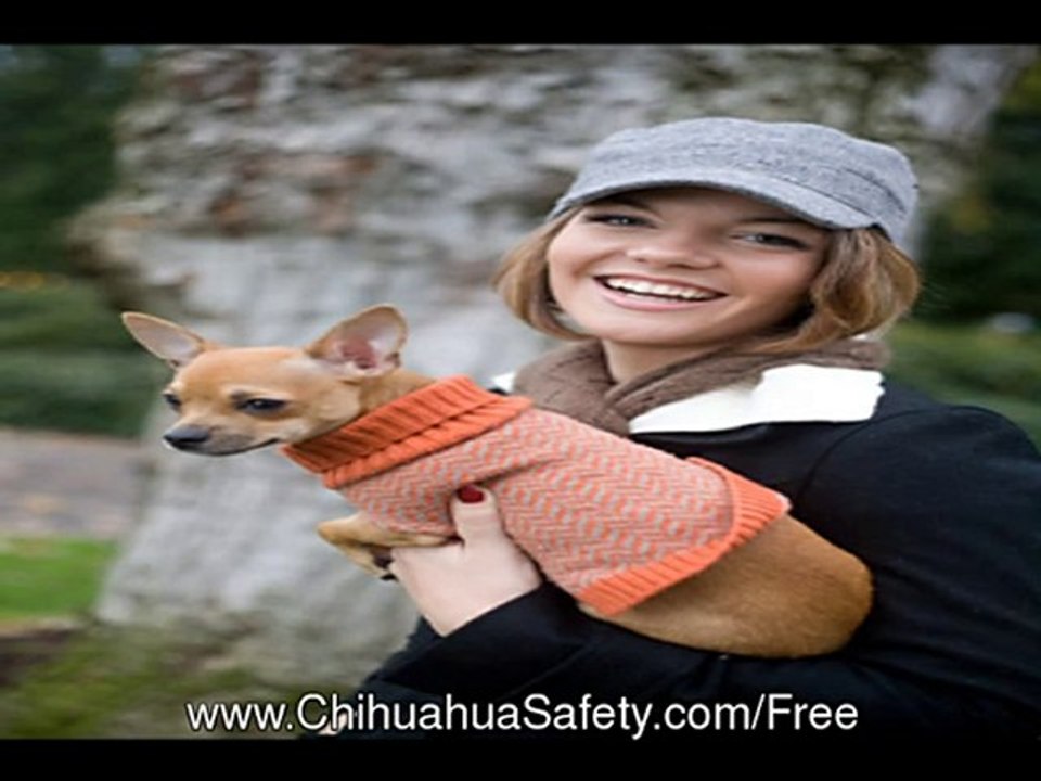 Protect Chihuahua In Emergency and Your Disability or Death