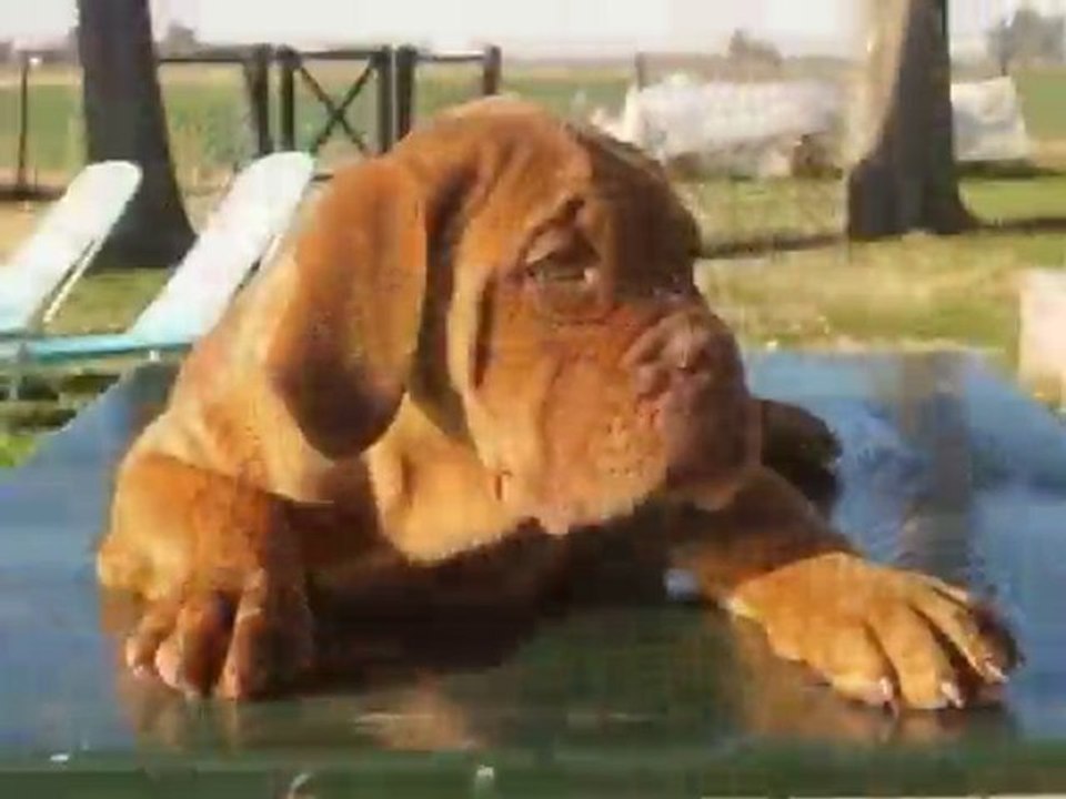 Dogo de Burdeos