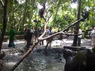 [Indonesie] Baignade de singes a Ubud