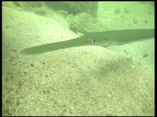 Diving in Las Caletas