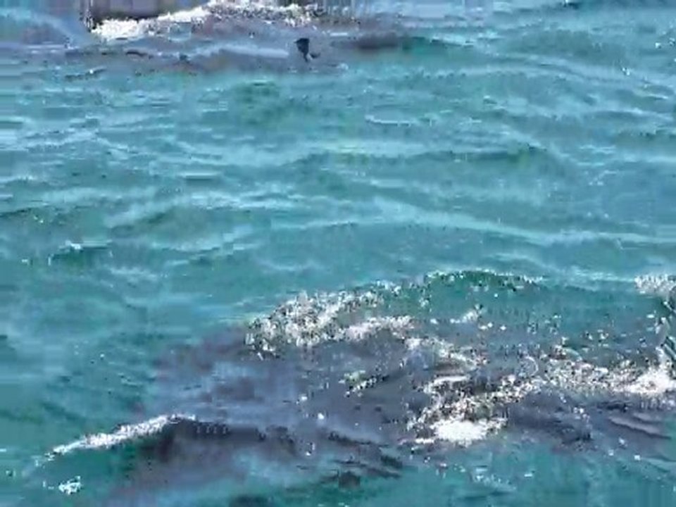 [Indonesie] Raies Manta aux environs de Flores