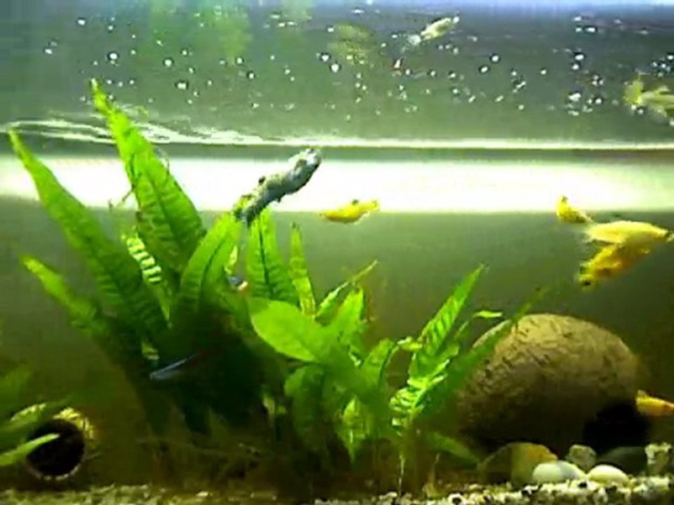 Capture_20100529