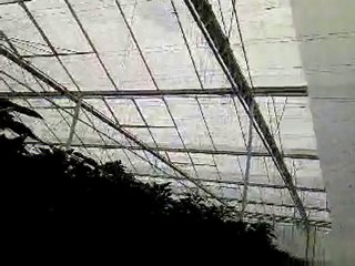 biber bahcesi hollanda 2