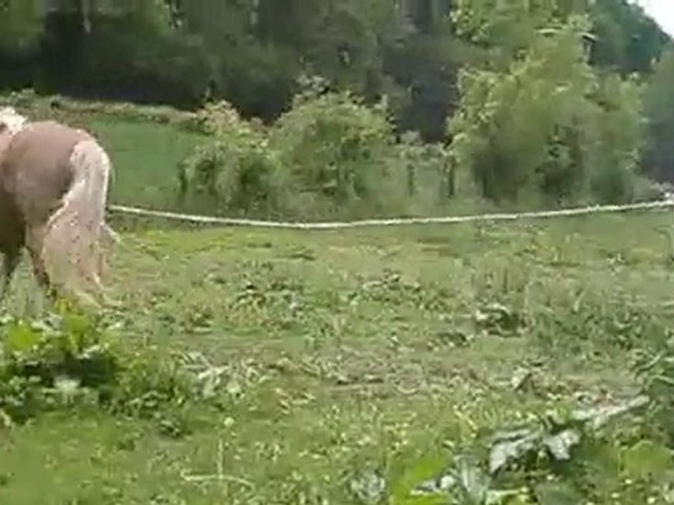 2010_05_29_03_Pferdealltag_ein 'Frührentner' bei der Arbeit