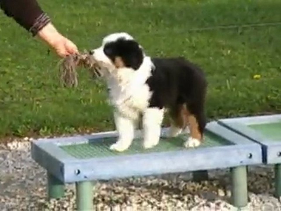 chiots berger australien