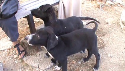 Antalya Phaselis Köpekleri