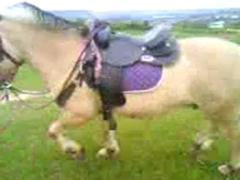 Rocco longé au pas et trot avec un arret !